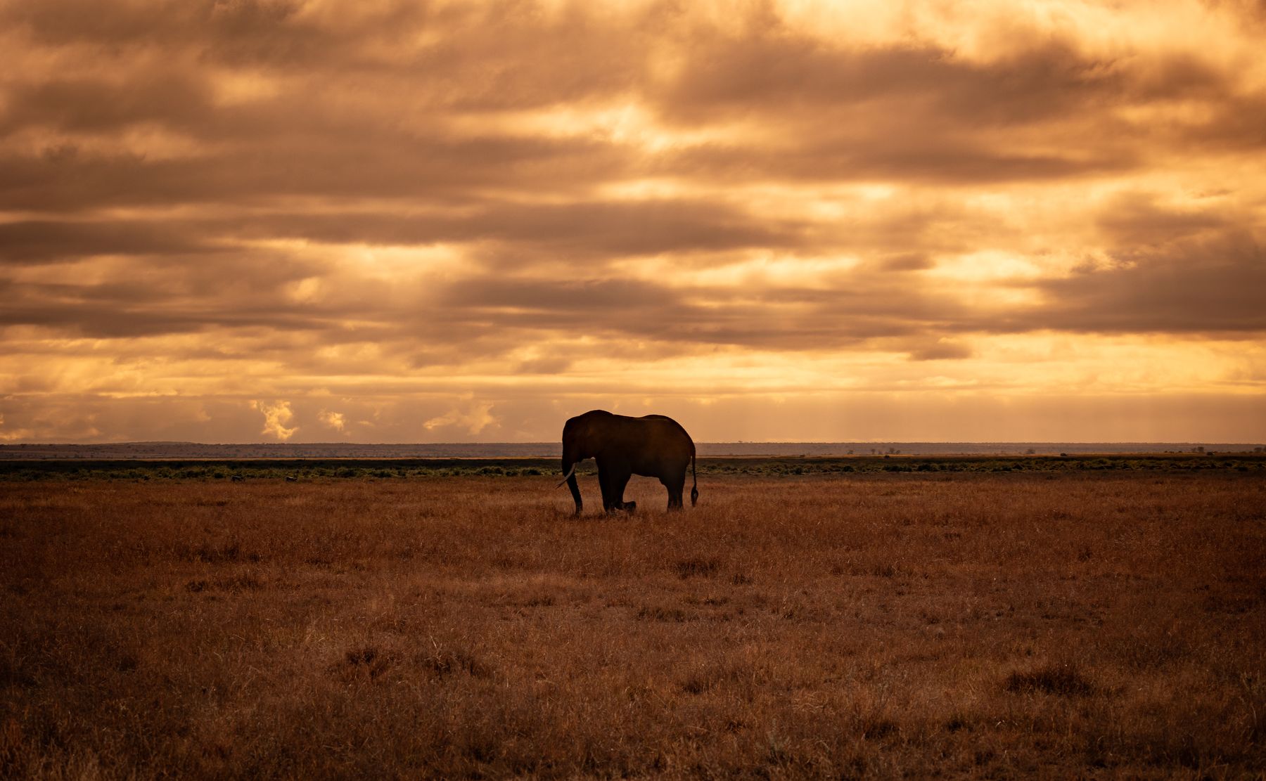  Solo Elephant 